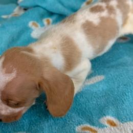 Baby - Piebald male Dachshund puppy in Ft Dodge, Iowa from Secret Reality