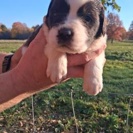 HAMBONE - Brown and white male Saint Bernard puppy in Kinsman, Ohio from Coleman Saint Bernards of Ohio
