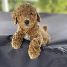 Goldendoodle Puppies from KandE Doodles