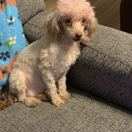 Goldie - Poodle