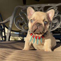 French Bulldog Puppies from Knockout Frenchies