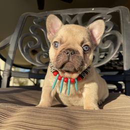 French Bulldog Puppies from Knockout Frenchies