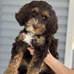 Australian Labradoodle Puppies from Grand Peaks Labradoodles
