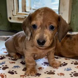 AKC Flower - Dapple female Dachshund puppy in Knoxville, Tennessee from Thea's Puppies