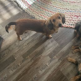 Ellie - Dachshund