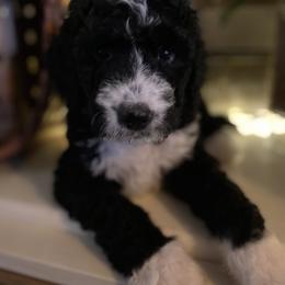 Bernedoodle Puppies from Collins Bernedoodles