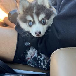 Pomsky Puppies from Pomsky Pack & Co