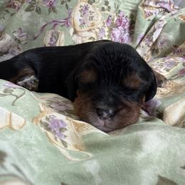 Peter OR Spin - Black and tan male Cavalier King Charles Spaniel puppy in Algona, Iowa from Pine Haven Cavaliers