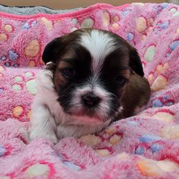 Tri-Colored Girl - Brindle and white female Shih Tzu puppy in Oakville, Washington from Garrard Creek Shih Tzus