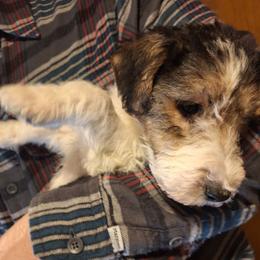 Nick - White black and tan male Wire Fox Terrier puppy in Lancaster, Missouri from Missouri Meadows Farm
