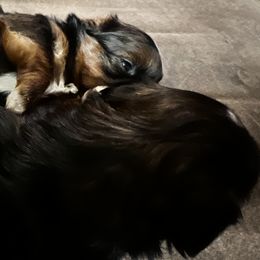 Shih Tzu Puppies from Meihem Pups