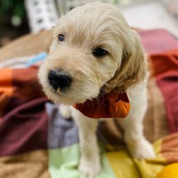 Toby- tan - Apricot male Goldendoodle puppy in Carlton, Minnesota from Lakeside Doodles MN
