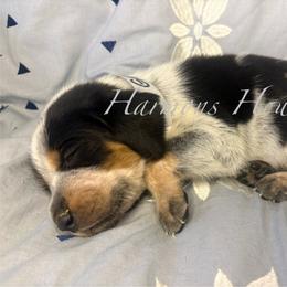 Gator - Blue ticked and tan male Bluetick Coonhound puppy in Mount Pleasant, Texas from Harmons Hounds
