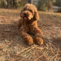 Milo - Cavapoo
