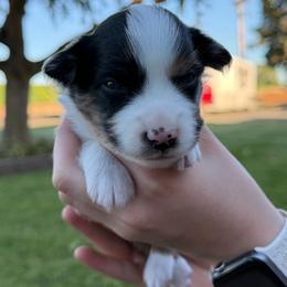 Jax - Blue merle male Miniature American Shepherd puppy in Milton Freewater, Oregon from Sparkling Cross Toy & Mini Aussies