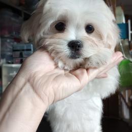 Companion Cross, Mal-Shi, Maltese, Maltipoo, Morkie, and Shih Tzu Puppies from Seeking Shalom Acres Maltese, Maltipoos & Havamalts