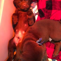 Labrador Retriever Puppies from Harvest Moon Farm