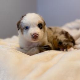Jasper AKC - Red merle male Australian Shepherd puppy in Polk City, Florida from Skaky Shepherds