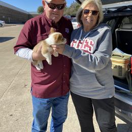 Pembroke Welsh Corgi Puppies from Loves Classic Corgis