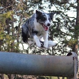 Border Collie All Grown Up from Supernova Border Collies