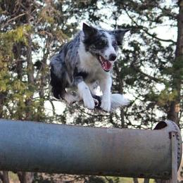 Border Collie All Grown Up from Supernova Border Collies