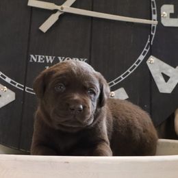 Cocoa - Chocolate male Labrador Retriever puppy in Camden, Indiana from Camden's Caring Canines