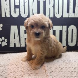 Billy - Apricot male Maltipoo puppy in Berea, Kentucky from Blair’s Furry Friends