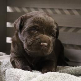 Mishief - Chocolate female Labrador Retriever puppy in Camden, Indiana from Camden's Caring Canines