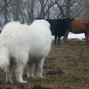 Maremma Sheepdog All Grown Up from Stoneybrook Working Dogs