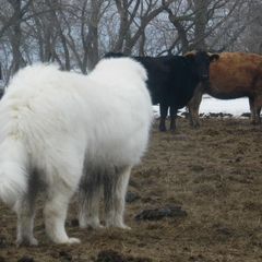 Maremma Sheepdog All Grown Up from Stoneybrook Working Dogs