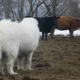 Maremma Sheepdog All Grown Up from Stoneybrook Working Dogs