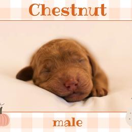 Chestnut - Red  male Goldendoodle puppy in College Station, Texas from Em & El Doodles