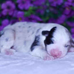 Breeze - Blue merle female Australian Shepherd puppy in Easton, Missouri from MMA Kennel