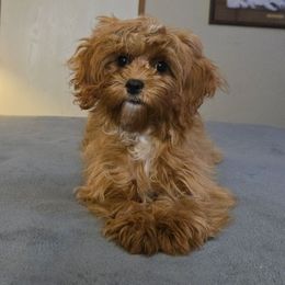 Honey - Red female Cavapoo puppy in Copan, Oklahoma from Tatums cavapoos