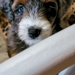 Assorted Doodle Crosses Puppies from Do Wah Diddy Doodles