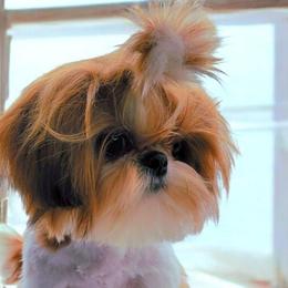 Parker - Red and white male Shih Tzu puppy in Richmond, Texas from Aleka Shih Tzu