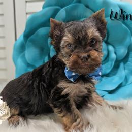 Winston - Chocolate and tan male Yorkshire Terrier puppy in Austin, Texas from Rhine Valley Yorkies