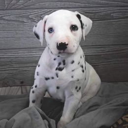 Dalmatian Puppies from Sublime Dalmatians