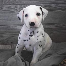 Dalmatian Puppies from Sublime Dalmatians