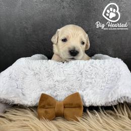 Binx - Cream male Goldendoodle puppy in Utah County, Utah from Big Hearted Breeders