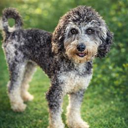 Rita - Aussiedoodle