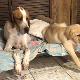 Labrador Retriever Puppies from Hill Side Farms