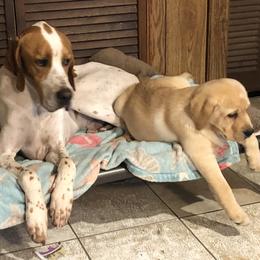 Labrador Retriever Puppies from Hill Side Farms