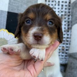 Bell - Piebald female Dachshund puppy in Paw Paw, Michigan from Mulberry Meadow Farms