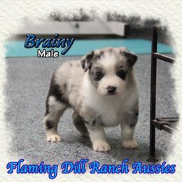 Brainy - Blue merle male Miniature Australian Shepherd puppy in Forestburg, Texas from Flaming Dill Ranch Aussies