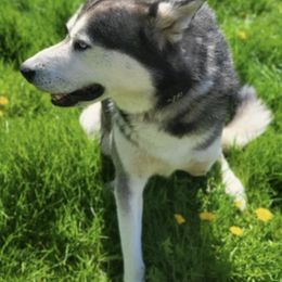 Siberian Huskies from Pope Family Farm