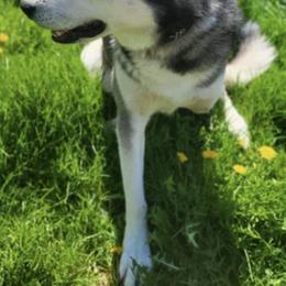 Siberian Huskies from Pope Family Farm