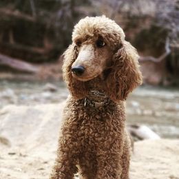 Goldendoodles and Poodles from Red Cliffs Poodles and Doodles