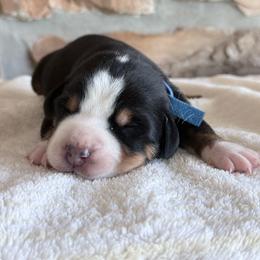 Blue - Black, white and red male Greater Swiss Mountain Dog puppy in Everett, Pennsylvania from Sweet Stream Swissies