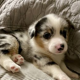 Goose - American Corgi puppy in Pace, Florida from Faith Farm